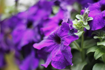flor morada bella bonita naturaleza 