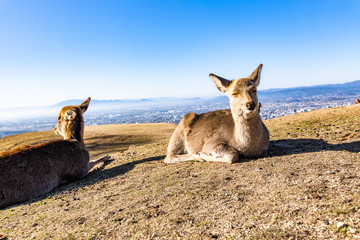 deer at mt. Wakakusa in Nara