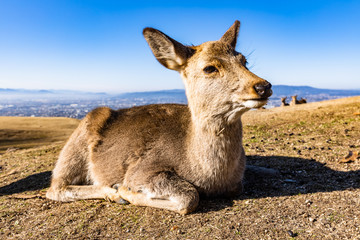 Fototapeta premium deer at mt. Wakakusa in Nara