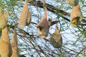 Bird nest colony