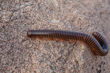 A red millipede in asia on a rock.