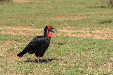 A ground hornbill feeding on the ground inside Masai Mara National Reserve during a wildlife safari