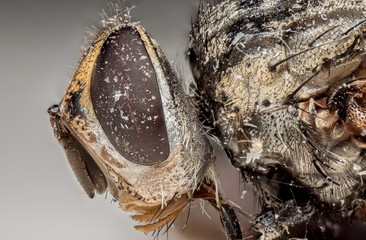 Macro Photo of Dead Housefly Isolated on Background