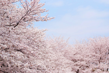 青空の下サクラサク