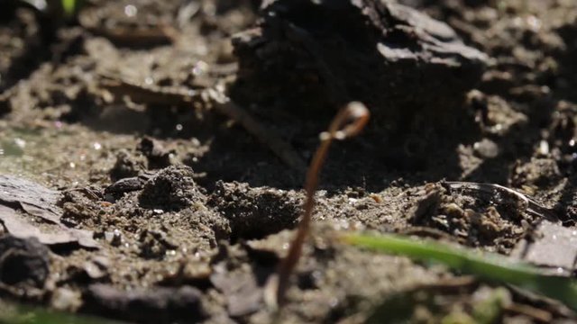 Sand wasp preparing her burrow nest for ovipositing