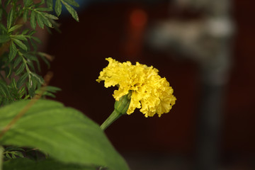 Yellow flower on  black background