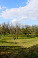Bare Pecan Trees