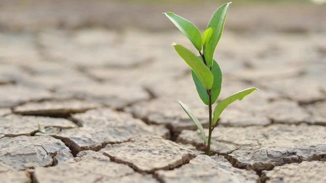 Green Plant are growing in dry ground , Concept Forest and nature conservation