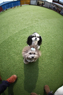 Happy puppies in a private playground
