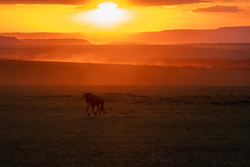 Obraz na płótnie Canvas A herd of wildebeest running with a beautiful sunset raise dust storm inside Masai Mara National Reserve during a wildlife safari