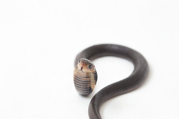 The Javan spitting cobra (Naja sputatrix) also called the southern Indonesian cobra, or Indonesian...