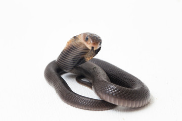 The Javan spitting cobra (Naja sputatrix) also called the southern Indonesian cobra, or Indonesian...