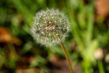 Dandelion on Green Background