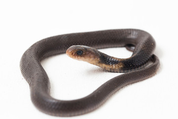 The Javan spitting cobra (Naja sputatrix) also called the southern Indonesian cobra, or Indonesian...