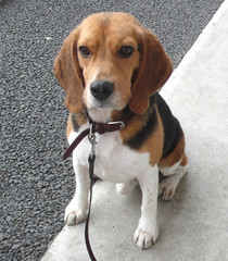 ビーグル　待て