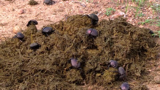 Close view of a colony of dung beetles collecting elephant dung