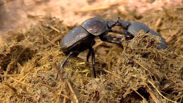 Close-up of dung beetles collecting elephant dung in South Africa