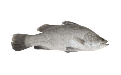 Seabass fish isolated on white background