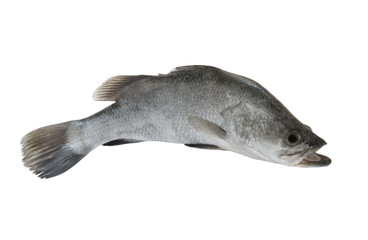 Fresh barramundi fish isolated on white background