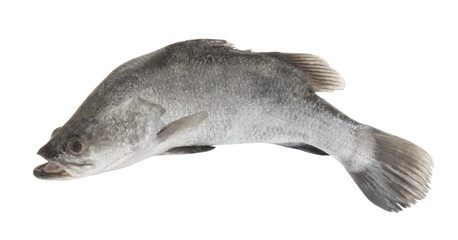 Fototapeta premium Fresh barramundi or seabass fish isolated on white background
