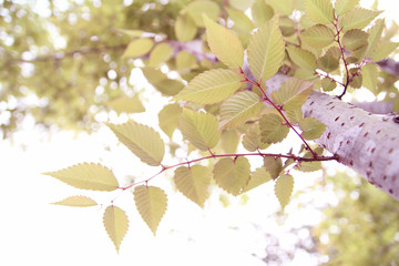 The trees in early spring began to emit clear green leaves, and there was a slight sense of air in the morning light.