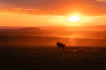 A herd of wildebeest running with a beautiful sunset raise dust storm inside Masai Mara National Reserve during a wildlife safari