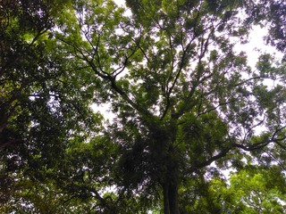 tree in spring