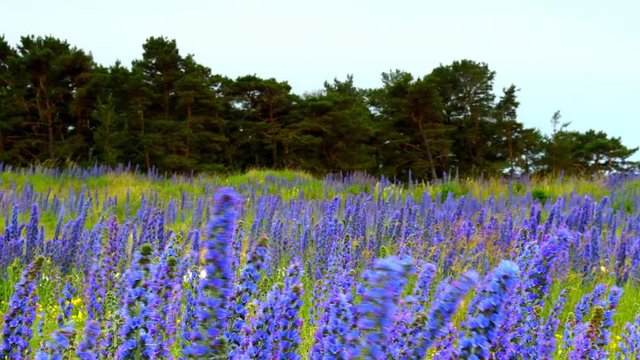 Cloudy sunrise over field with blooming Vipers Bugloss on island of Gotland, Swe