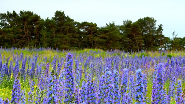 Cloudy sunrise over field with blooming Vipers Bugloss on island of Gotland, Swe