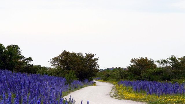 Cloudy sunrise over field with blooming Vipers Bugloss on island of Gotland, Swe