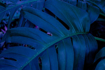 Obraz premium green monstera leaf background, tropical leaf, abstract green leaf texture