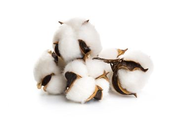 several flowers of cotton isolated on a white background