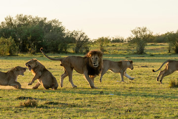 A male lion fighting with sub-adult lions from the pride inside Masai mara National Reserve during a wildlife safari