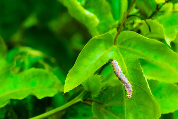 Lagarta Caterpillar