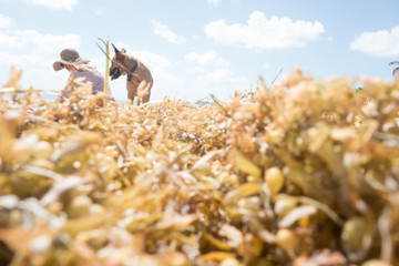 woman in the field with dog 