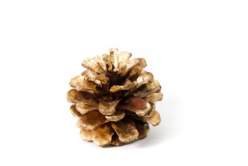 single pine cone, isolated. close up photo