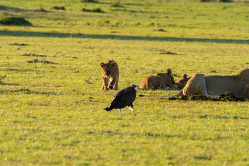 Lion cubs playing with the kill near their feeding sight inside Masai Mara National Reserve during a wildlife safari