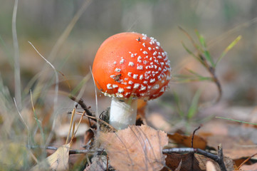 Poisonous mushrooms. Young fly agaric in the autumn forest. Red hat