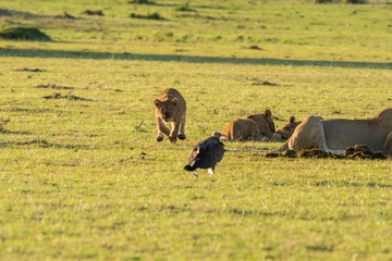 Lion cubs playing with the kill near their feeding sight inside Masai Mara National Reserve during a wildlife safari