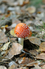 Poisonous mushrooms. Young fly agaric in the autumn forest. Red hat