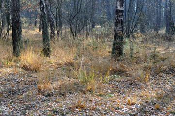 beautiful scene with birch trees in a sunny autumn birch forest in October among other birches in a birch grove.