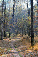 beautiful scene with birch trees in a sunny autumn birch forest in October among other birches in a birch grove.