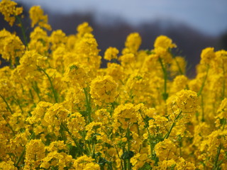 菜の花畑