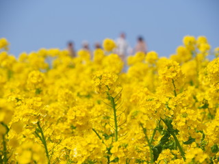 Obraz premium 菜の花畑