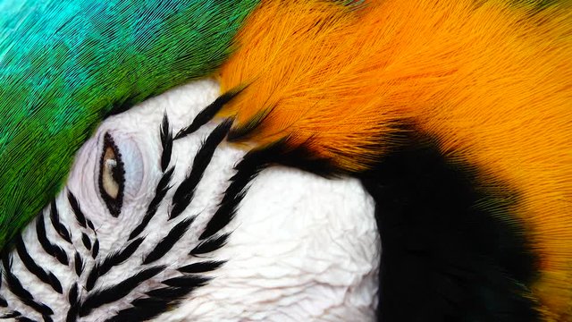 4K Blue and Yellow Macaw (Ara ararauna) Closeup