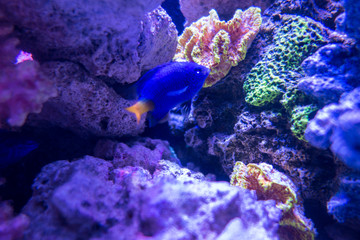 fish in aquarium