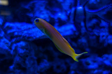 tropical fish in aquarium