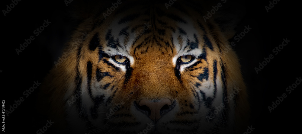 Poster Tiger portrait on a black background