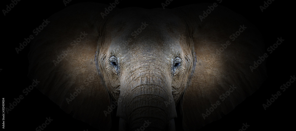 Poster Elephant portrait on a black background