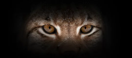 Crédence de cuisine en verre imprimé Lynx Portrait de lynx sur fond noir